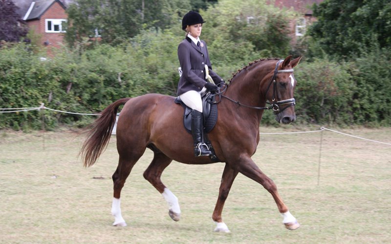 17h westphalian dressage horse